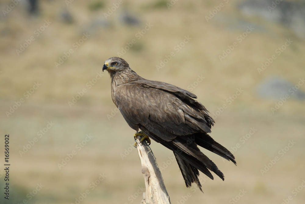 Obraz premium Milano negro