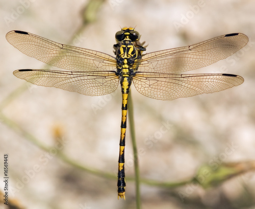 Dragonfly overview. Onychogomphus uncatus, Gomphidae family.
