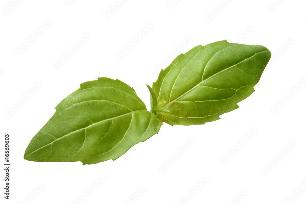 basil basil
