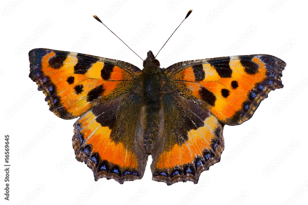 Obraz premium schmetterling