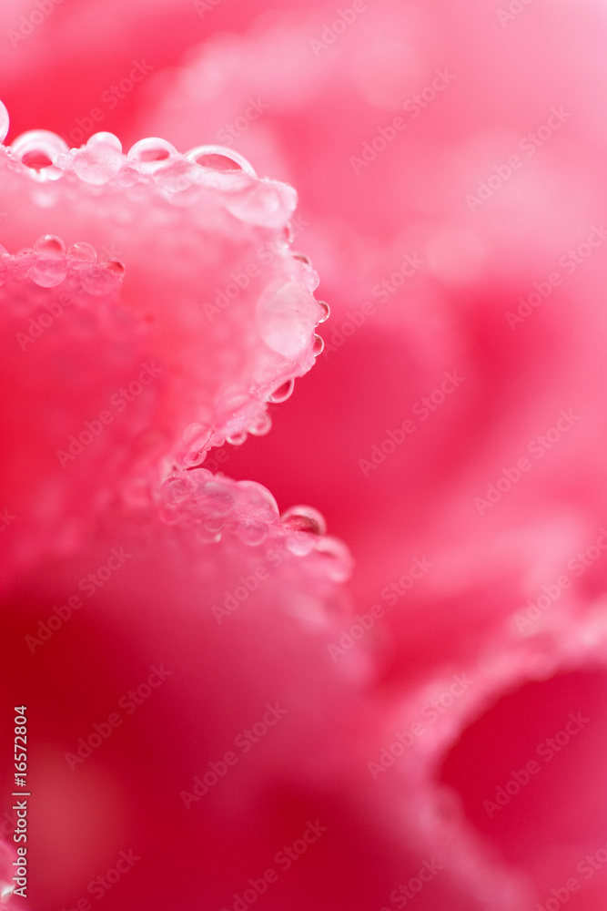 macro of pink carnation flower with water droplets (shallow focu macro of pink carnation flower with water droplets (shallow focu