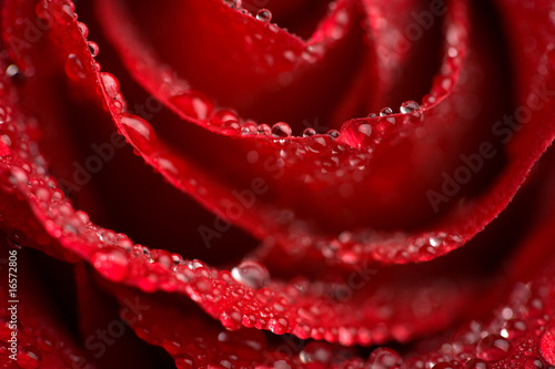 beautiful red rose with water droplets  shallow focus 