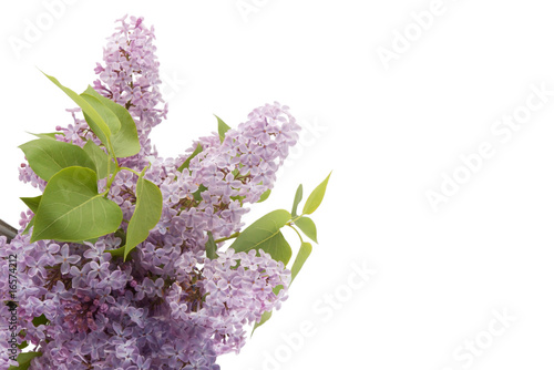 lilac with leaves  isolated on white