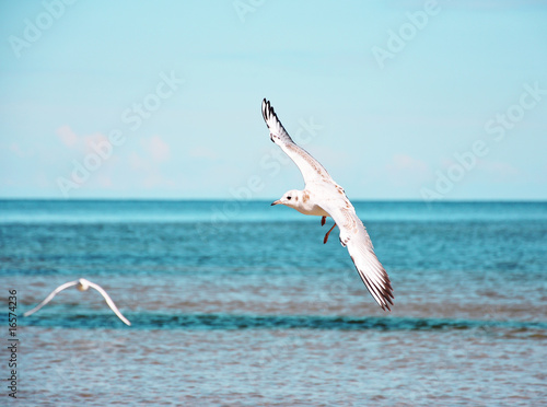 Möve kreist über dem Meer