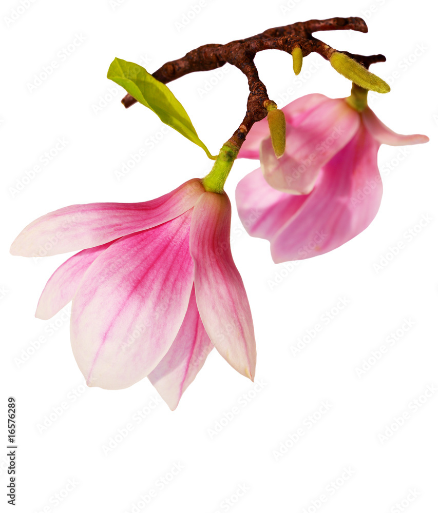 Fototapeta premium Pink Magnolia