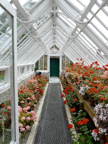 Slika na platnu Traditional greenhouse or hothouse with pink and red geraniums