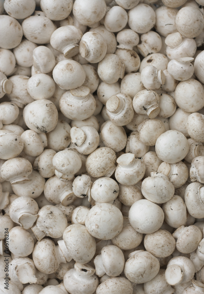 Champignons 1 Champignons 1