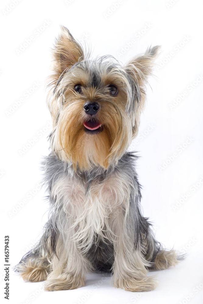 picture of a seated puppy yorkshire terrier picture of a seated puppy yorkshire terrier