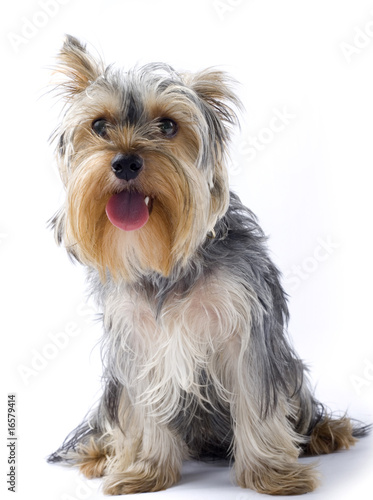 seated yorkshire terrier with mouth open