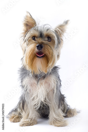 picture of a seated puppy yorkshire terrier