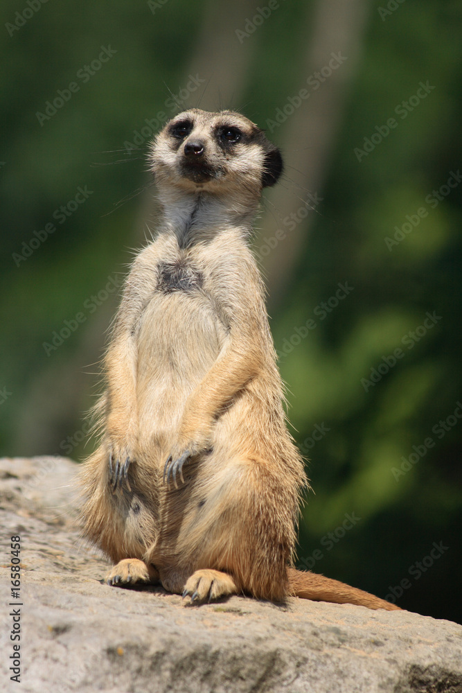 Fototapeta premium suricatta animal