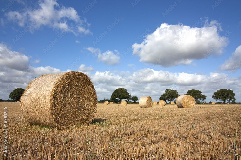 harvest in summer