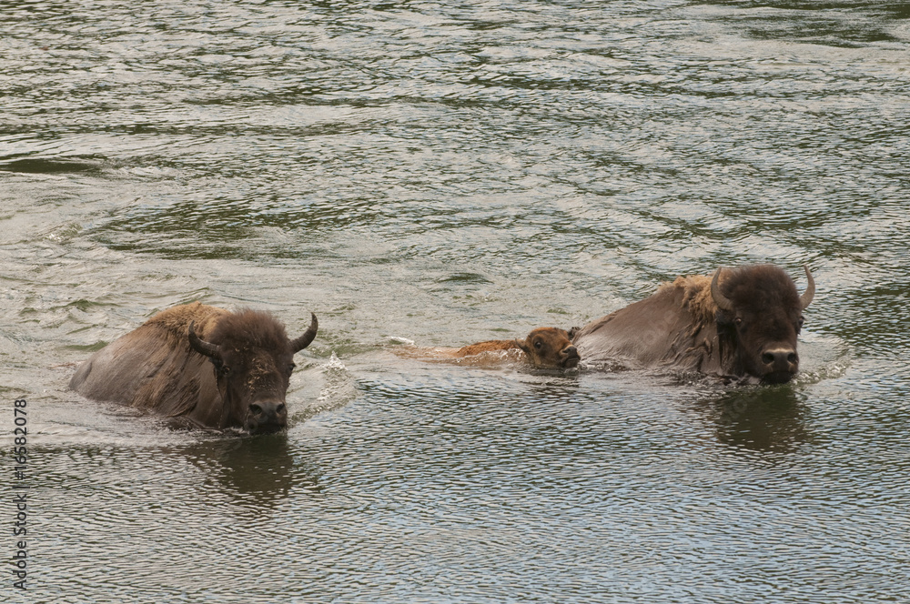 buffalo swimming across the yellowstone buffalo swimming across the yellowstone