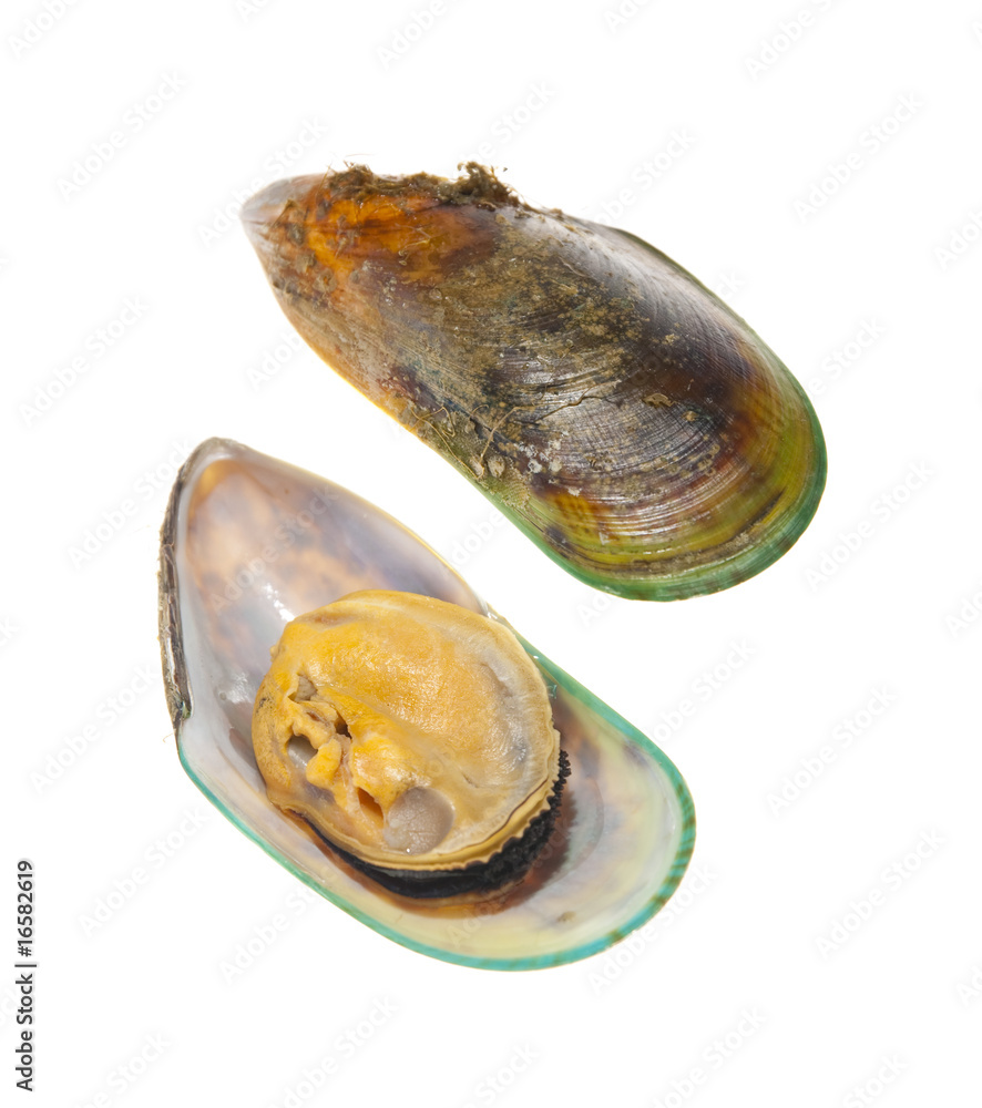 Obraz premium New Zealand greenshell mussel