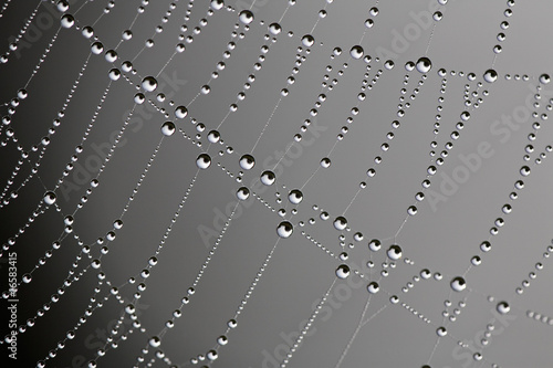 Water Droplets on a Cobweb 03
