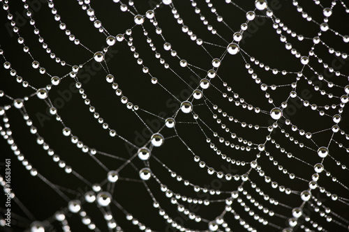 Water Droplets on a Cobweb 04