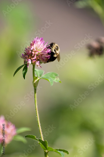 Bumble Bee on a Flower © ArenaCreative