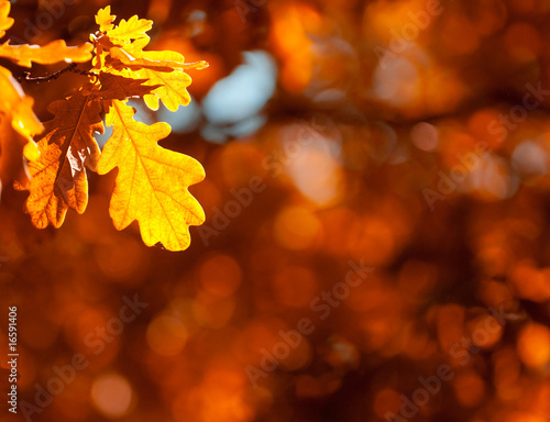 autumn leaves, very shallow focus