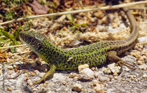 Schreiber's Green Lizard, Water Lizard. Lacerta schreiberi