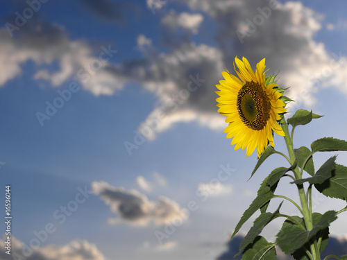 Fototapeta Naklejka Na Ścianę i Meble -  Sonnenblume_0981
