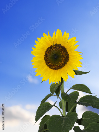 Fototapeta Naklejka Na Ścianę i Meble -  Sonnenblume_0997