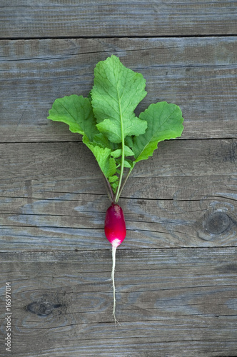 Radish photo