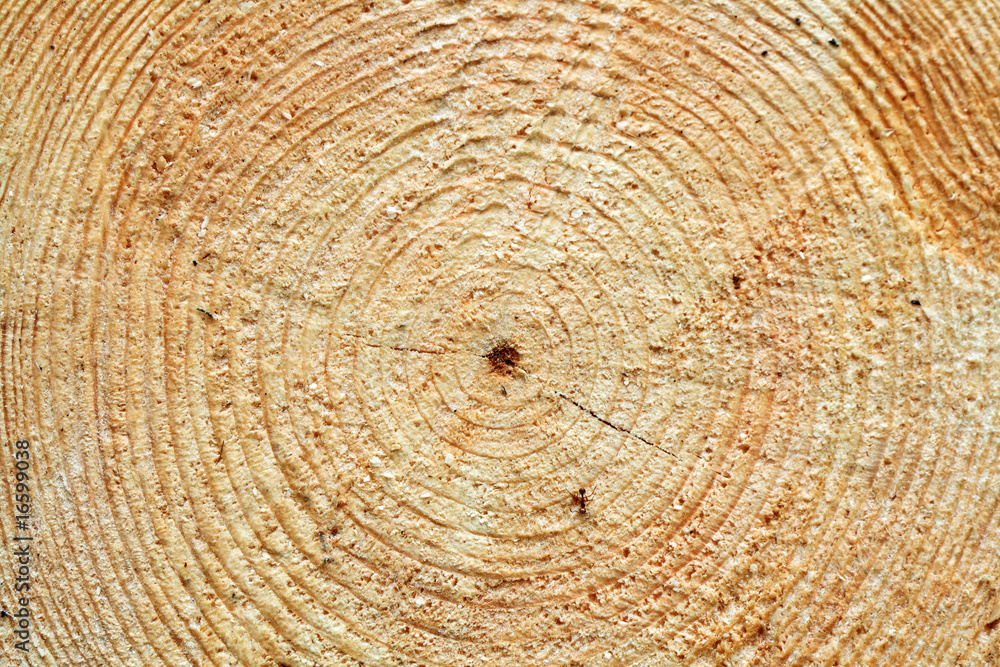 Naklejka premium Tree Rings
