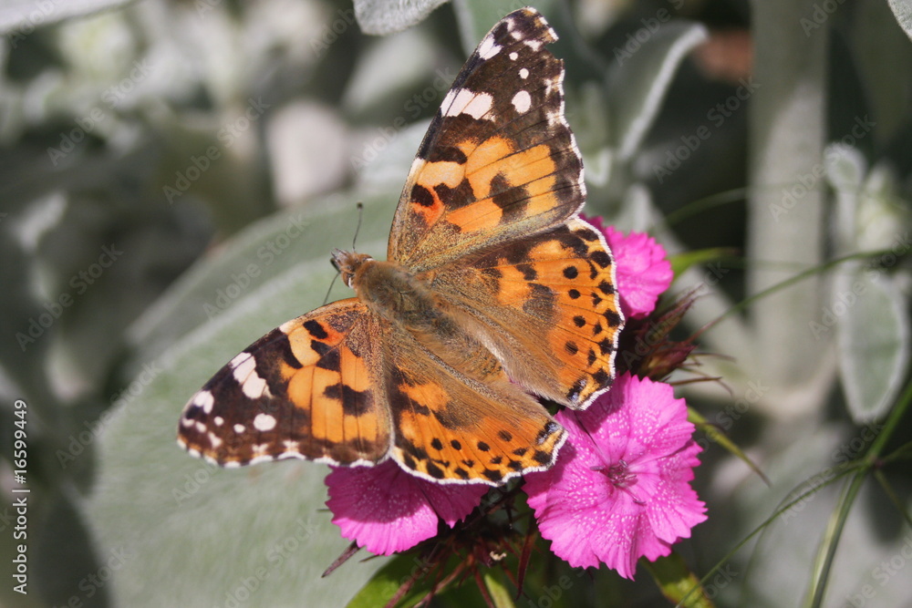 Obraz premium Painted lady butterfly on sweet william garden flower