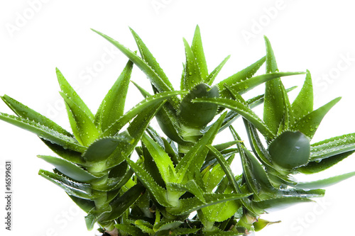 Aloe vera leaves photo