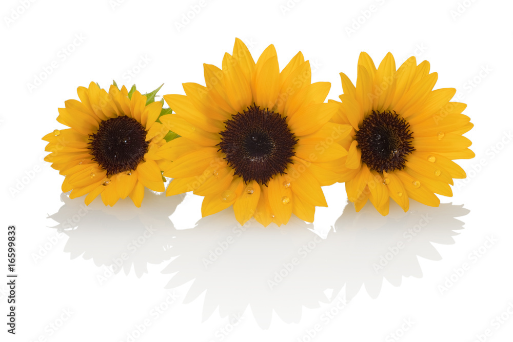 Sunflower Sunflower