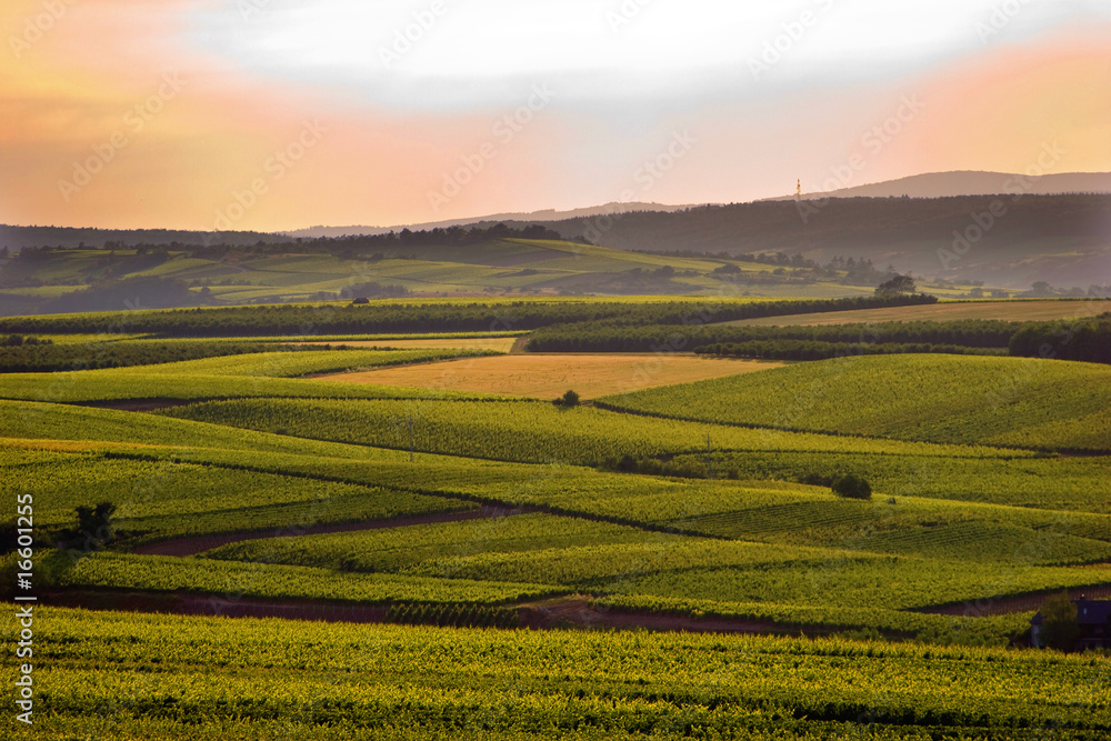 Weinberge in Rheinhessen