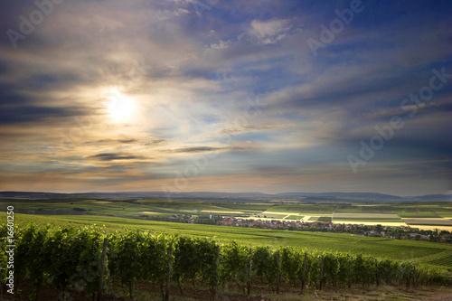 Weinberge in Rheinhessen