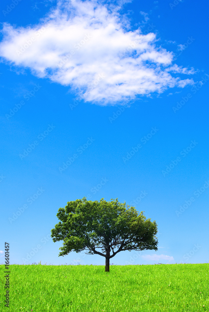 Obraz premium Lonely tree
