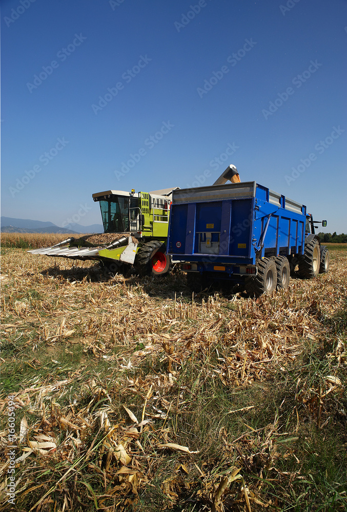 Fototapeta premium trebbiatura mais