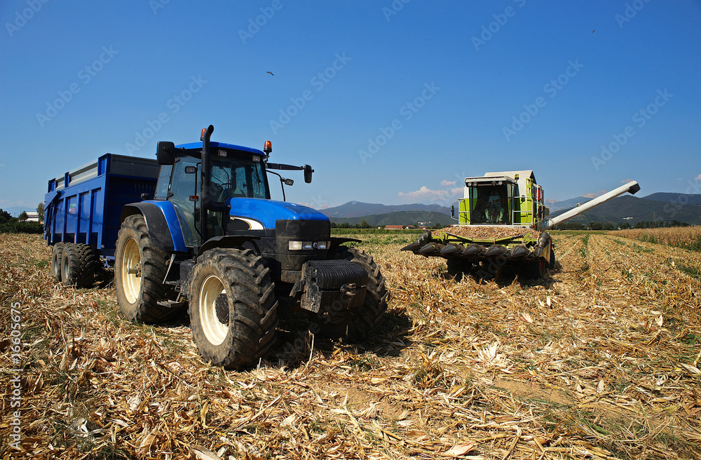 Obraz premium trebbiatura mais