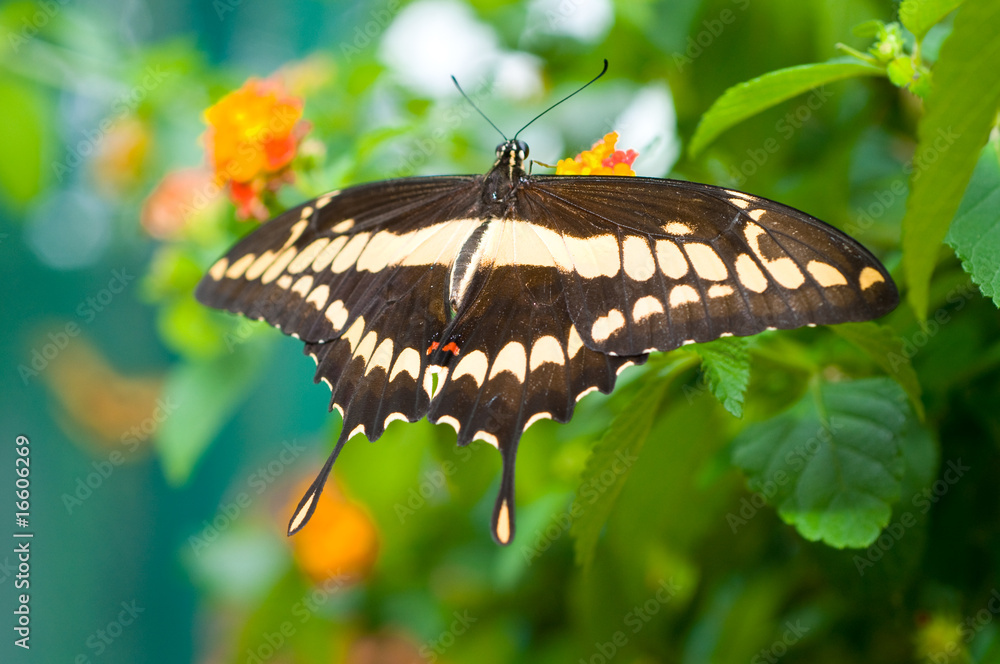 Fototapeta premium butterfly on leaf