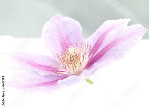 flower  clematis