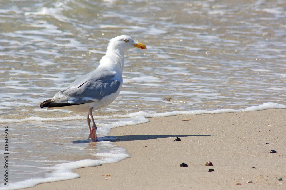 Fototapeta premium Möwe am Strand