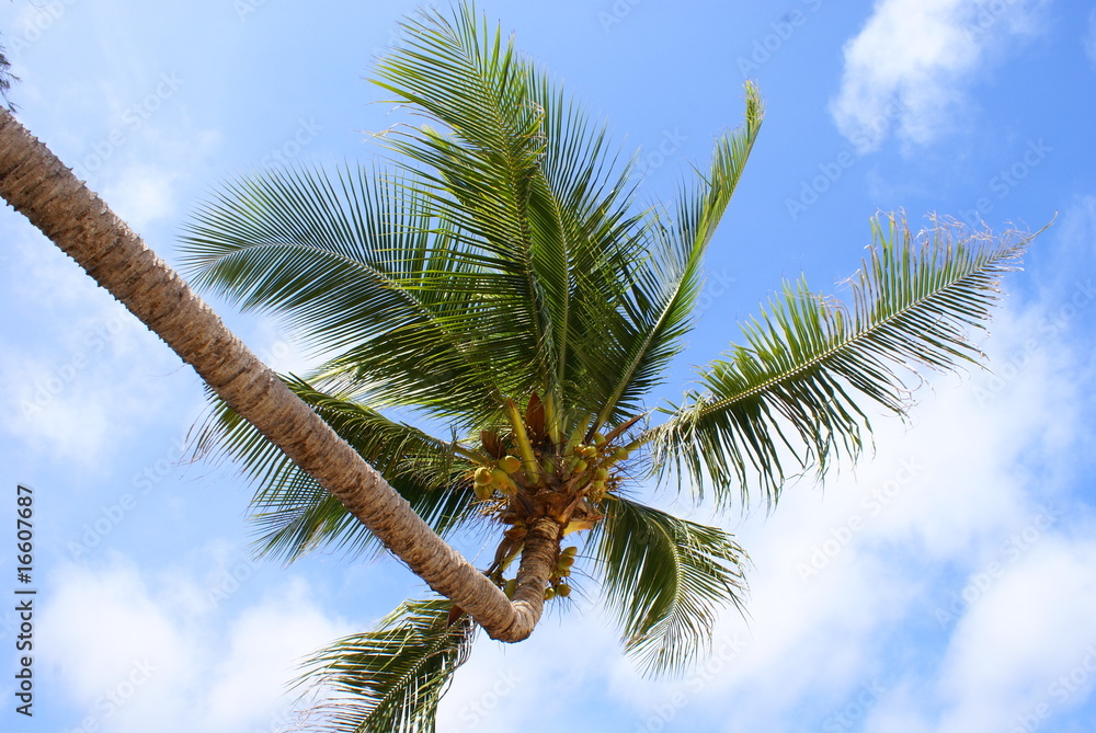 Fototapeta premium coconut palm