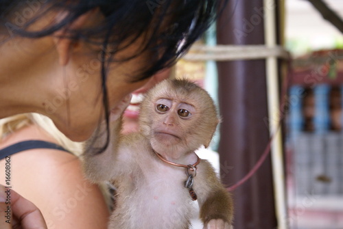 Photography little monkey