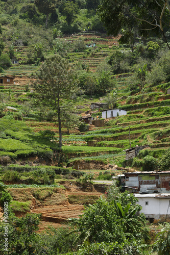 Terrassenförmige Teeanlagen im Hochland von Sri Lanka