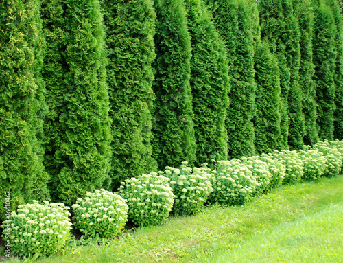 Thuja