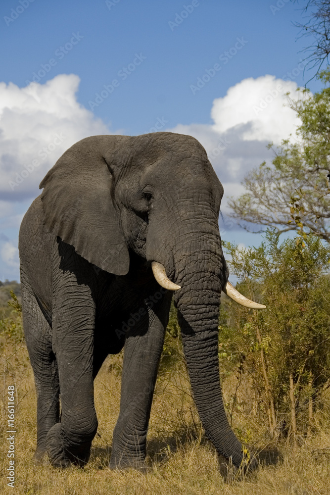 A solitary elephant in the Kruger National Park