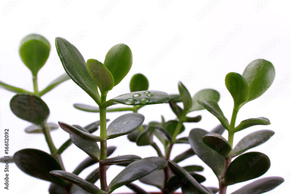 Grünes Blatt in der freien Natur,Makro-mit Tropfen