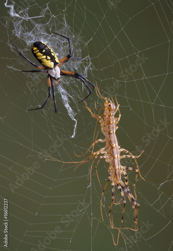Argiope spider with centipede