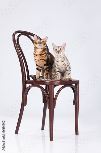 Two Leopard Cats photo