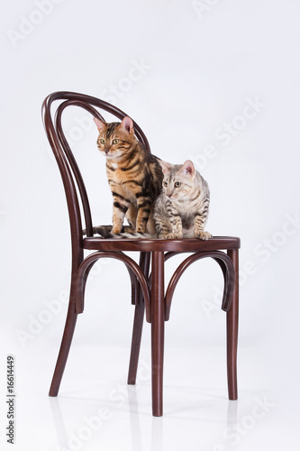 Two Leopard Cats photo