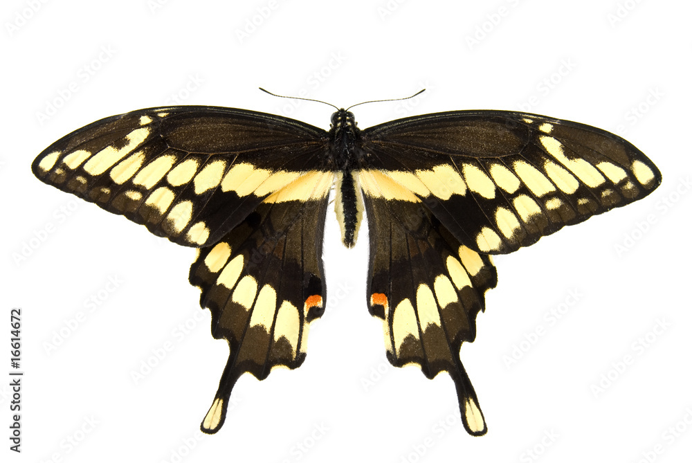 Naklejka premium Giant Swallowtail