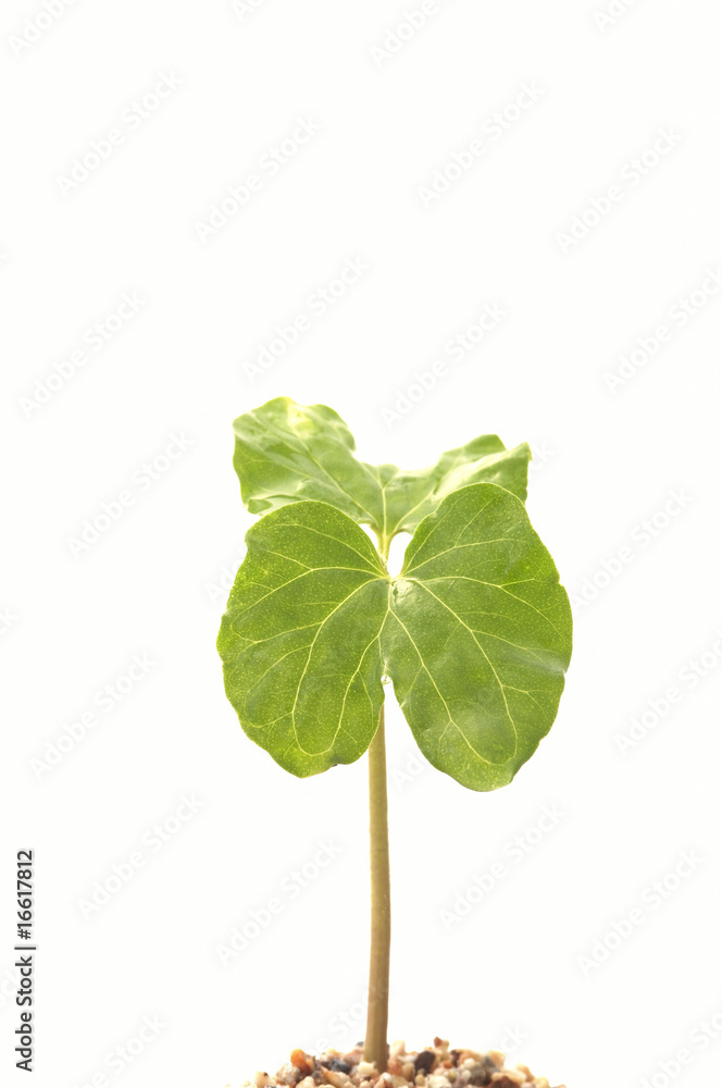 新芽 新芽