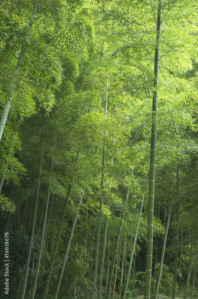 Fototapeta premium 竹林